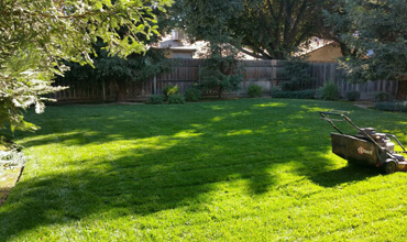 Lawn Service Maintenance