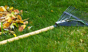 General Landscape Cleanup