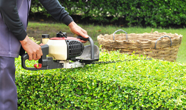 Shrub Pruning
