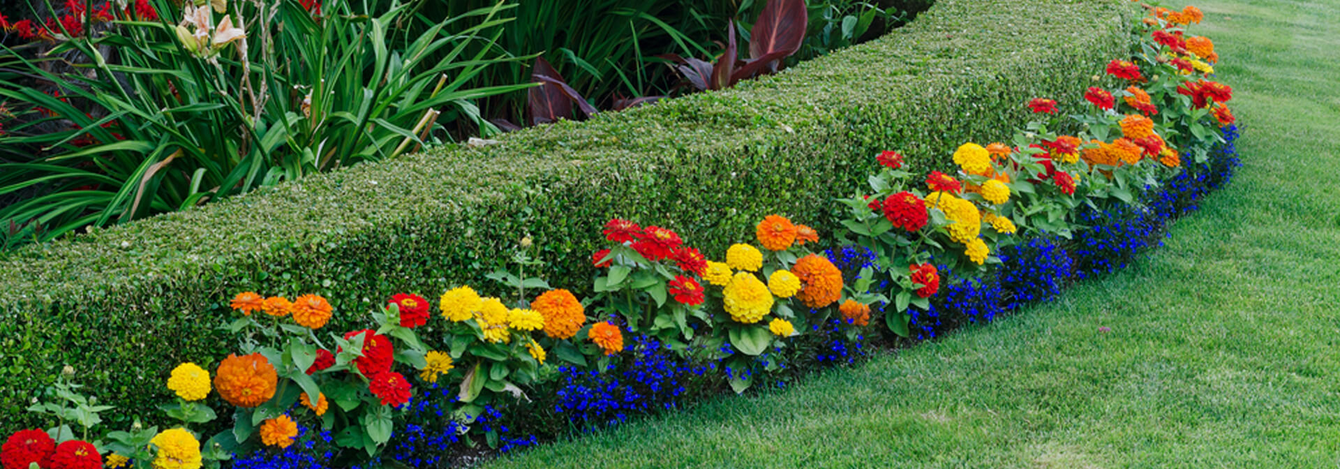 professional lawn care services